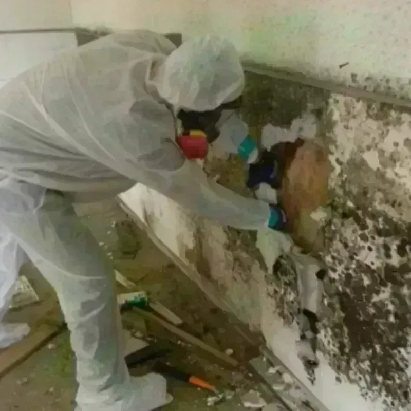 Mold Remediation and Removal in Boonville, NC